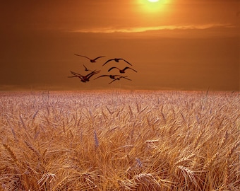 Gulls flying over a Golden Wheat Field at Sunset in Michigan Bird Landscape Color Fine Art Landscape Photography