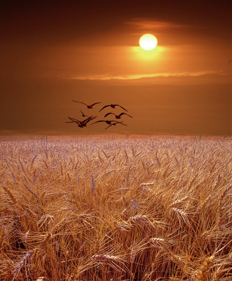 Gulls flying over a Golden Wheat Field at Sunset in Michigan image 0