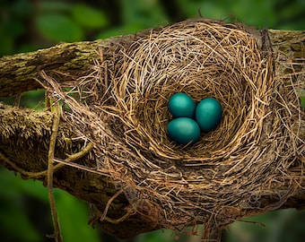 Robin Nest with Blue Eggs Fine Art Nature Photography