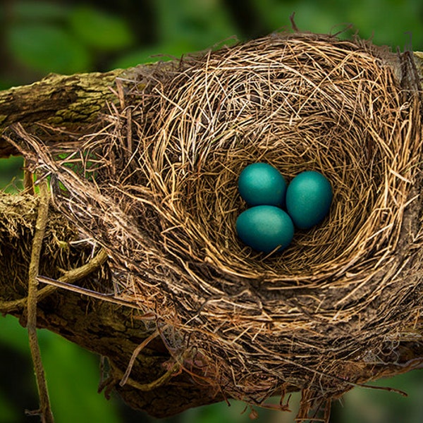 Robin Nest with Blue Eggs on a Tree Branch A Sign of Spring in Michigan No.20343 Fine Art Bird Nature Photography