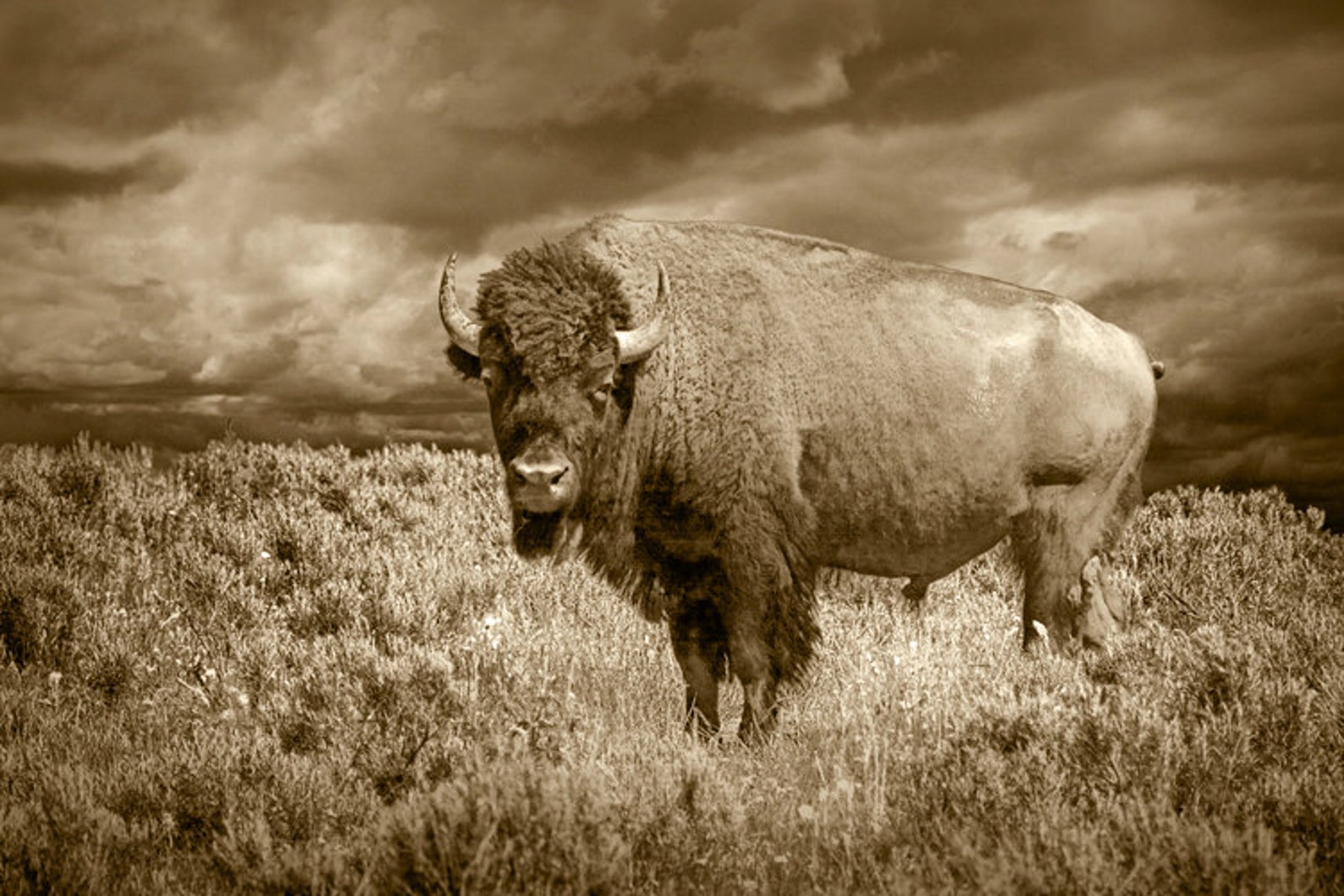 Белый бизон. Buffalo Bisons. Американский Буффало. Вайоминг буйвол. North American Bison.