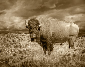 American Buffalo, Bison Wildlife, Yellowstone Park, National Park, Sepia Toned, American Icon, Landscape Photograph, &quot;American Buffalo&quot;