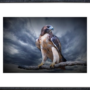 Red-Tail Hawk Portrait Photograph, Wildlife Bird Art, Bird of Prey Perched, Chicken hawk, Woodland Forest, Predator Bird, Bird Photography image 2