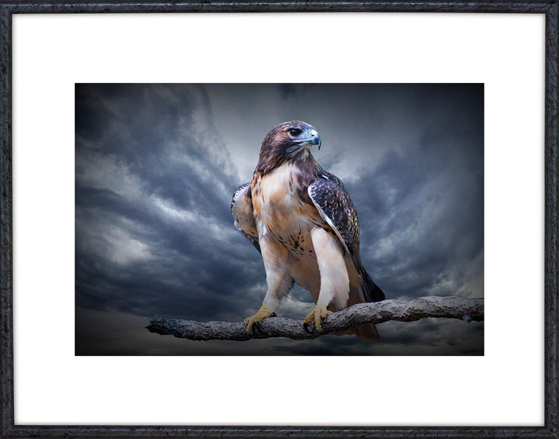 Red-Tail Hawk Portrait Photograph, Wildlife Bird Art, Bird of Prey Perched, Chicken hawk, Woodland Forest, Predator Bird, Bird Photography image 2