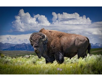 Yellowstone Bison Photograph: American Buffalo, Wyoming Wildlife Art