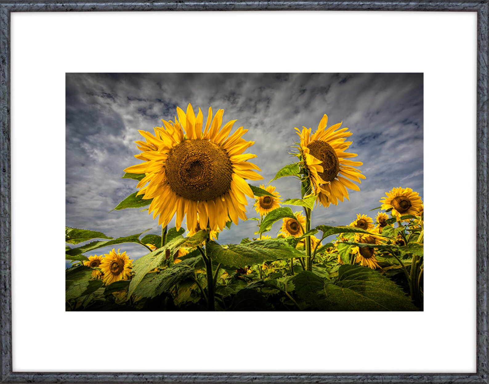 Sunflower Field in Full Bloom Near Rockford Michigan No.223 A Etsy