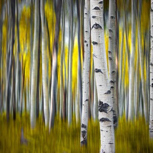 May include: A dense forest of white birch trees with characteristic dark horizontal markings on their trunks. The background and foreground feature a vibrant, motion-blurred yellow foliage, creating a high-contrast visual effect.