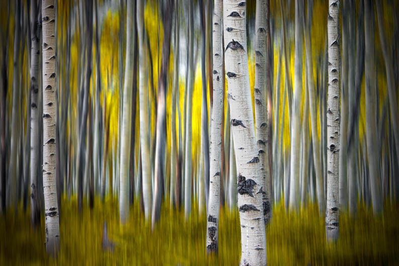 May include: A dense forest of white birch trees with characteristic dark horizontal markings on their trunks. The background and foreground feature a vibrant, motion-blurred yellow foliage, creating a high-contrast visual effect.