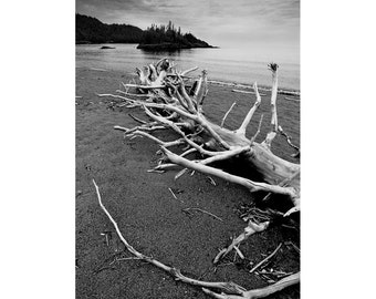 Lake Superior, Driftwood Beach, Canada, WaWa Ontario, Fallen Driftwood Tree, Black and White, Fine Art, Wall Decor, Lakeshore Photograph