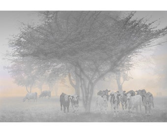 Pastel Rural Cattle Pasture Art, Cow Herd in Morning Fog, Misty Morning Cow Pasture, Early Sunrise, Animal Photography, Farm Animals