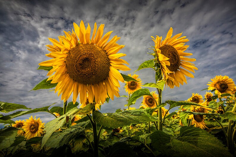 Sunflower Field in Full Bloom Near Rockford Michigan No.223 A Etsy