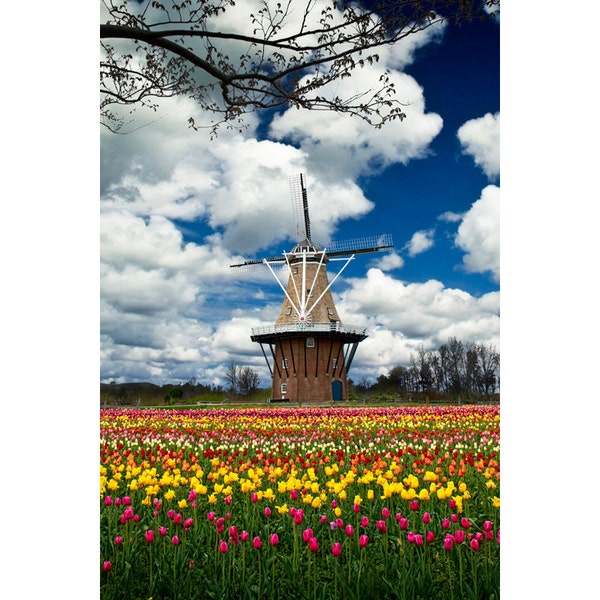 De Zwaan Dutch Windmill, Windmill Island, Holland Michigan, Tulip Time Festival, Dutch Culture, Netherlands Immigration, Landscape Photo