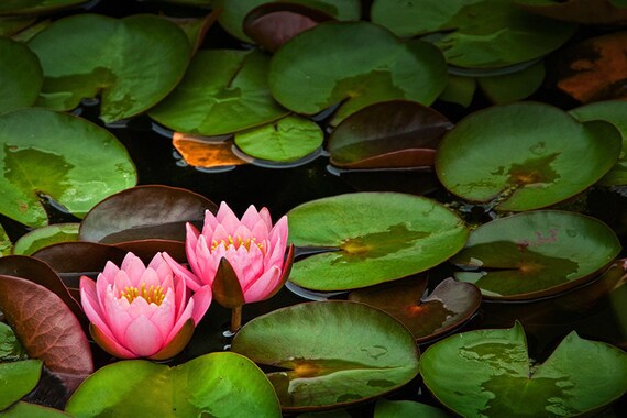 Green Lily Pads With Pink Blossoms On A Marsh Pond In Etsy Green Lily Pads With Pink Blossoms On A Marsh Pond In Etsy