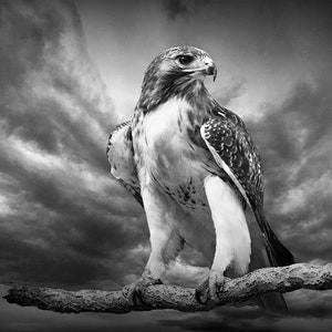 Red-Tail Hawk Portrait Photograph, Wildlife Bird Art, Bird of Prey Perched, Chicken hawk, Woodland Forest, Predator Bird, Bird Photography image 7