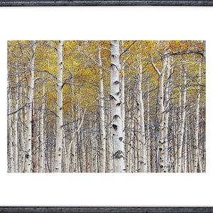 Birch Tree Forest Grove with Autumn Yellow Orange Colors No.0642 A Fine Art Fall Landscape Photograph image 2