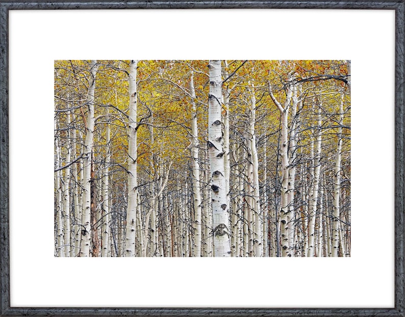 Birch Tree Forest Grove with Autumn Yellow Orange Colors No.0642 A Fine Art Fall Landscape Photograph image 2