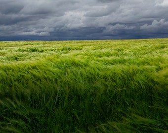 Windy Summer Grain Field under Gray Skies on Prince Edward Island in Canada Color Wall Decor Fine Art Landscape Photography