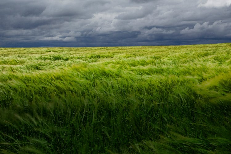 Prince Edward Island Grain Field Print: Windy Summer Landscape