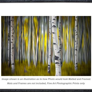 May include: A photographic print of a forest featuring white birch tree trunks with dark horizontal markings set against a blurred background of vibrant yellow foliage and vertical lines, presented within a black frame and white matting.