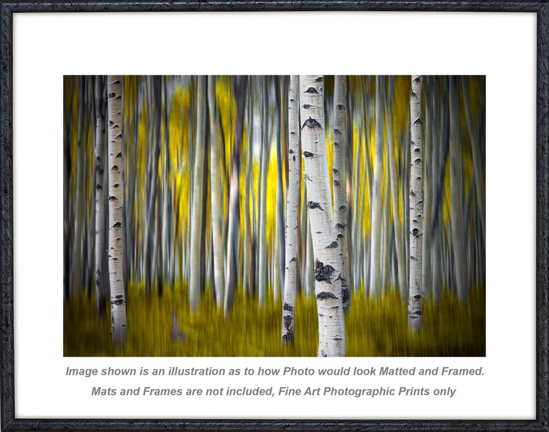 May include: A photographic print of a forest featuring white birch tree trunks with dark horizontal markings set against a blurred background of vibrant yellow foliage and vertical lines, presented within a black frame and white matting.