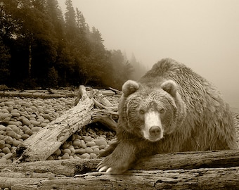 Sepia Toned Photograph of Grizzly Brown Bear, Rustic Wildlife Nature Photograph, Some Days You Eat the Bear and Some Days the Bear Eats You