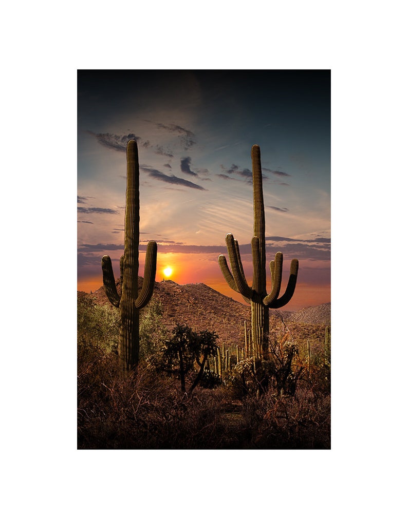 Saguaro Cactus at Sunset, Saguaro National Park, Desert Landscape, Tucson Arizona, Saguaro Cacti, Desert Tree, Arizona Photograph, Art Decor image 1