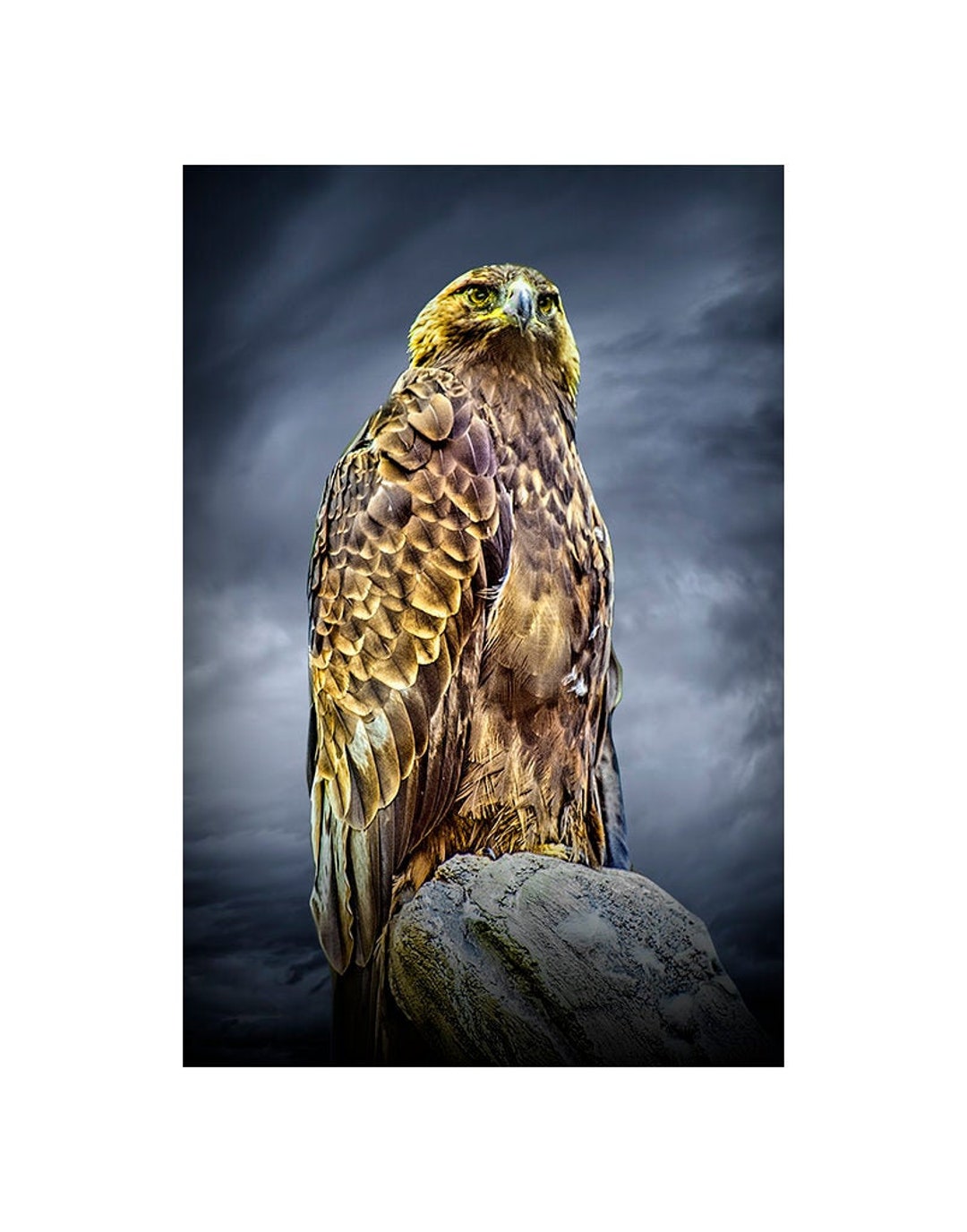 Majestuosa águila real ave de rapiña carnívora retrato de - Etsy España