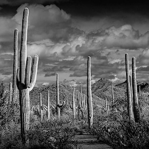 Saguaro Cactus Black and White Landscape Photography - Arizona Art Print