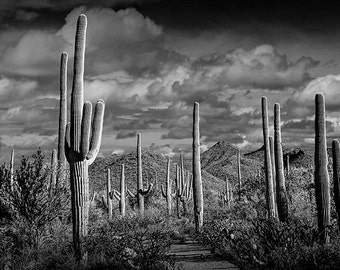 Black and White Wall Art of Saguaro Cactuses near Tucson Arizona in Saguaro National Park, A Black and White Fine Art Landscape Photograph