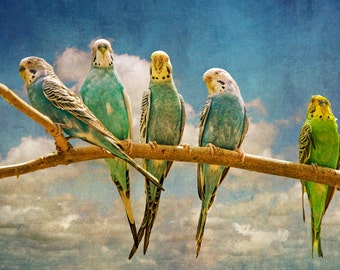 Parakeet Birds perched on a Tree Branch Limb in Retro Style No.432 - A Fine Art Bird Nature Photograph