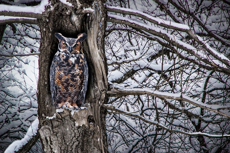 Great Horned Owl Fine Art Photograph, Winter Snowstorm Scene
