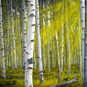 Impression d&#39;art Birch Tree Grove : rayons de soleil, paysage d&#39;automne