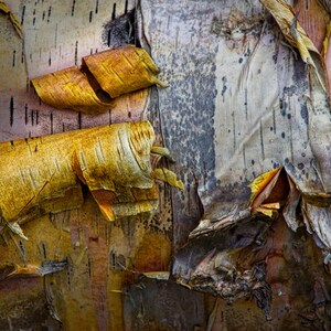 Birch Tree Bark Art Print: Abstract Nature Photography