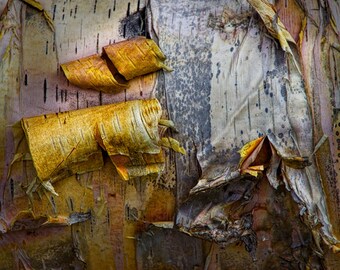 Birch Tree Bark Art Print: Abstract Nature Photography