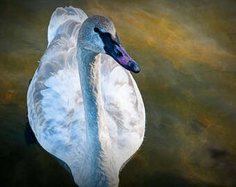 Trumpeter Swan near Battle Creek Michigan on Wintergreen Lake at the Kellogg Bird Sanctuary No.007 - A Fine Art Bird Nature Photograph