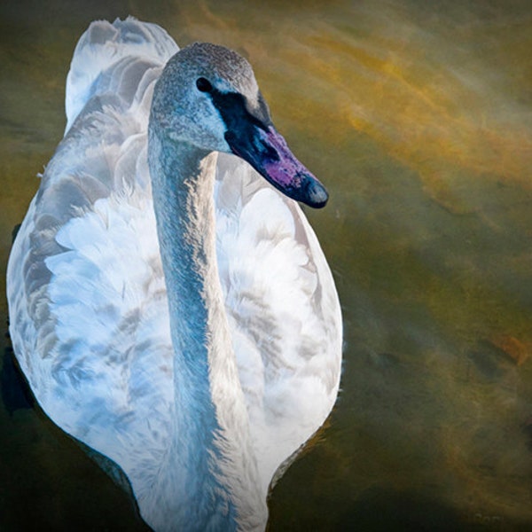 Trumpeter Swan near Battle Creek Michigan on Wintergreen Lake at the Kellogg Bird Sanctuary No.007 - A Fine Art Bird Nature Photograph