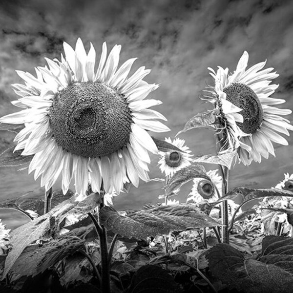 Field of Sunflowers Etsy