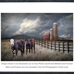 Cattle along a Black Fence in Farm Landscape Wall Decor with Rustic Barn, Agricultural Farmhouse Wall Decor Photograph, Rural Landscape Art image 3