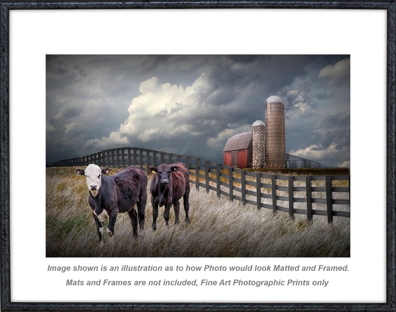 Cattle along a Black Fence in Farm Landscape Wall Decor with Rustic Barn, Agricultural Farmhouse Wall Decor Photograph, Rural Landscape Art image 3