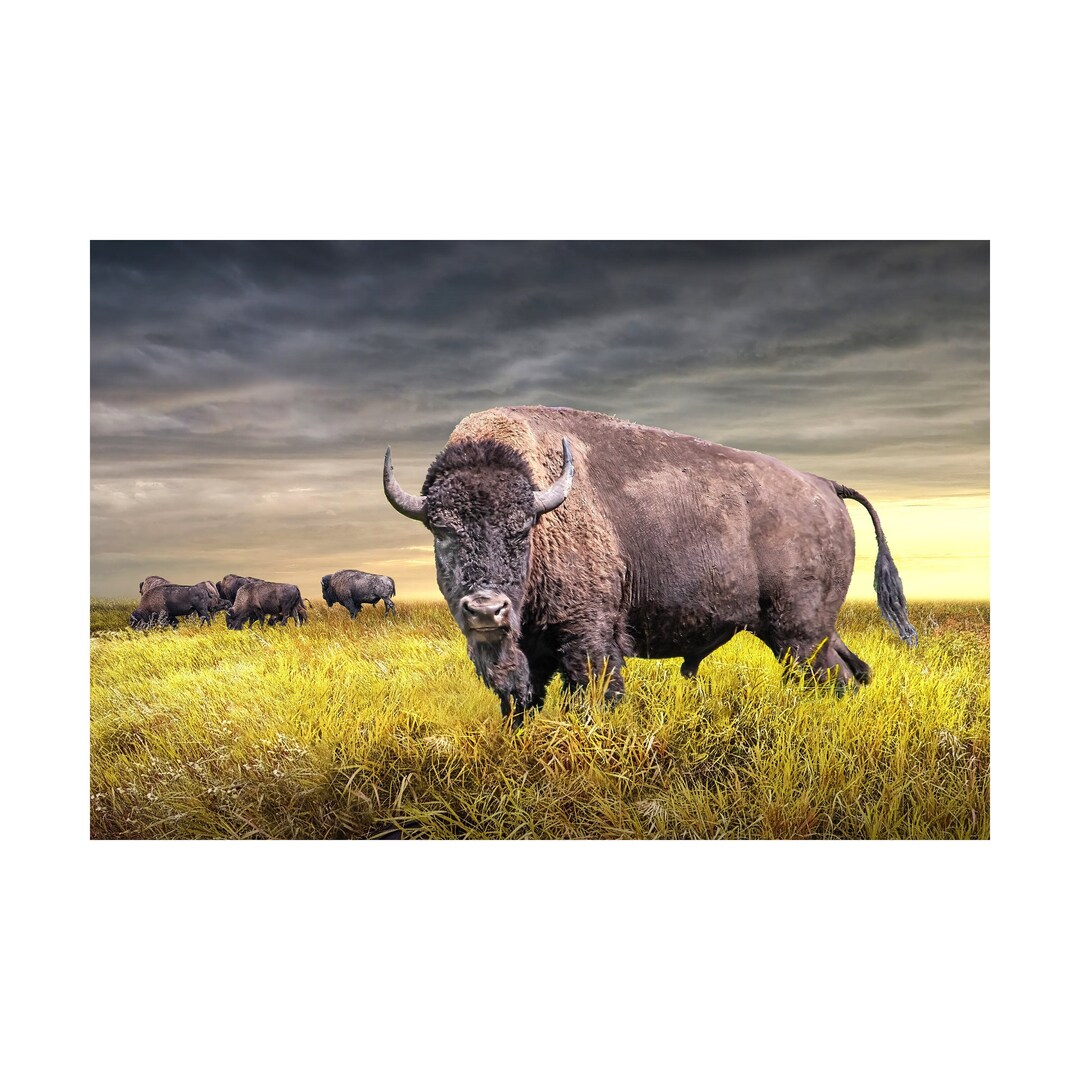 Plains Bison Herd Grazing on the Prairie Wall Decor Western - Etsy