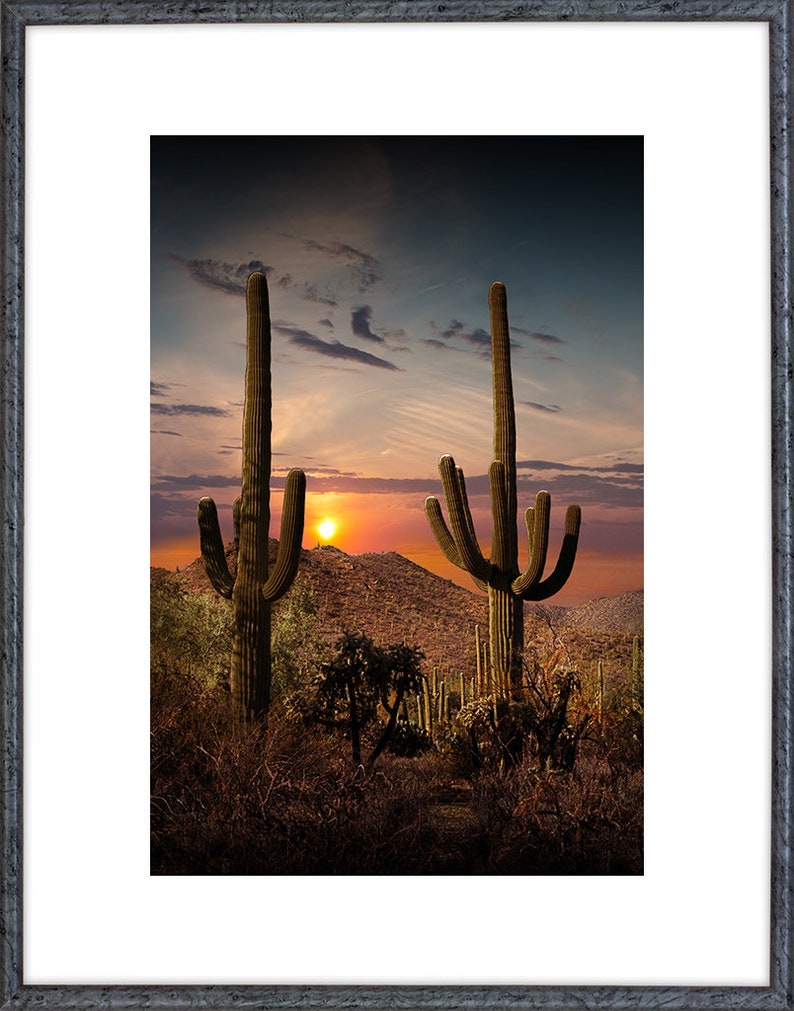 Saguaro Cactus at Sunset, Saguaro National Park, Desert Landscape, Tucson Arizona, Saguaro Cacti, Desert Tree, Arizona Photograph, Art Decor image 2
