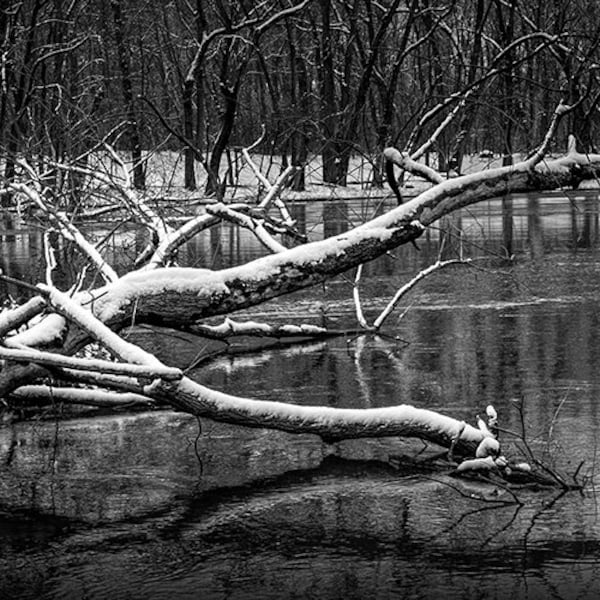 Grand River Fallen Tree during Winter by Johnson Park in Grand Rapids Michigan No.BW0072 A Black and White Fine Art Landscape Photograph