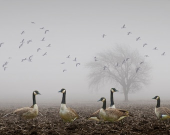 Migrating Canada Geese in Fog-laden Landscape, Flying Geese on a Misty Morning in a Midwest Farm Field, Fine Art Bird Landscape Photograph