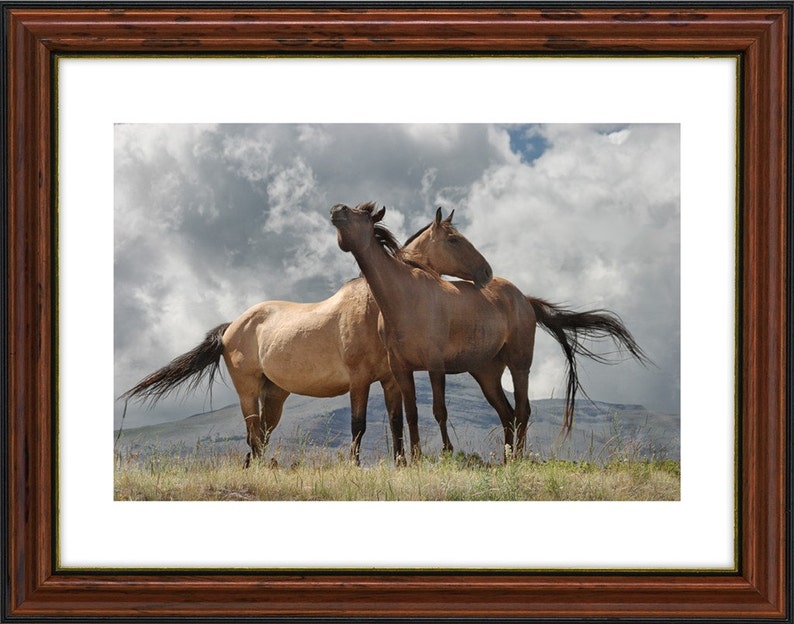 Horse Photograph Saddle Horses Mustang Horses Western | Etsy