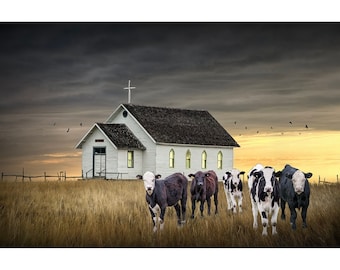 Holy Cows by a Country Church in a Prairie Landscape Wall Decor, Farm Cattle Herd Wall Decor Photograph, Rural Americana Landscape Art