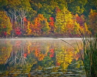 Autumn Colors, Lake Reflections, Colorful Trees, Lake Cattails, Fall Scenic, Michigan Lake, Fine Art Photograph, Fall Landscape, Wall Decor