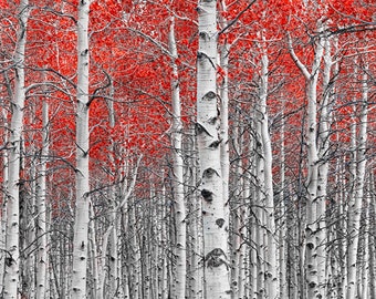 Red Leaf Birch Tree Forest: Fine Art Landscape Photograph