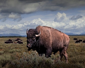American Buffalo, Bison Photograph, Grand Tetons, National Park, Wildlife Photography, Animal Art, Landscape Photograph, Wall Decor Print