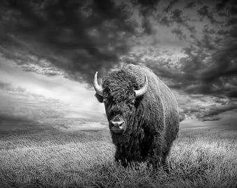 Plains Buffalo, American Bison, Yellowstone Wildlife, National Park, Wyoming Landscape, Black and White, Wildlife Photography, Sepia Tone
