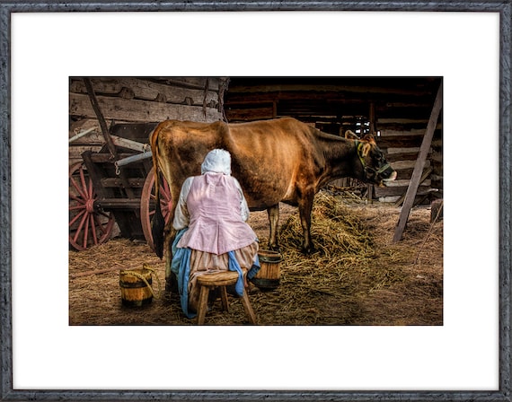 Milk Maid Milking a Brown Dairy Cow in a Wooden Barn No.01292